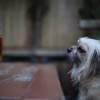 Dog Friendly Pub - The Four Thieves London